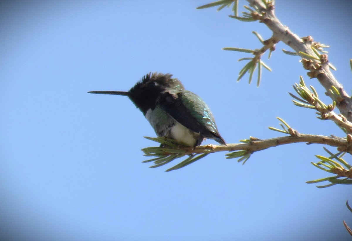 Anna's Hummingbird - ML630255669
