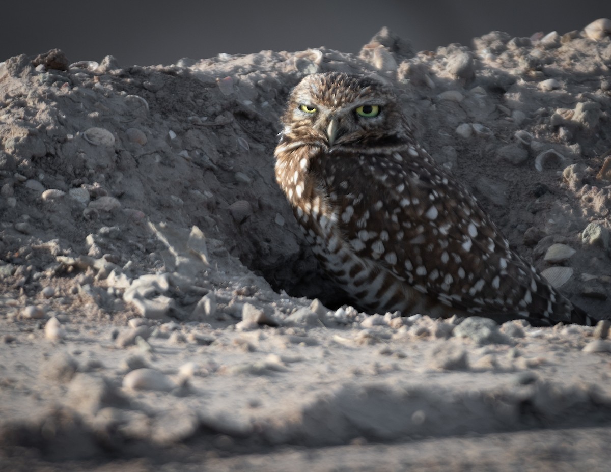 Burrowing Owl - ML630255723