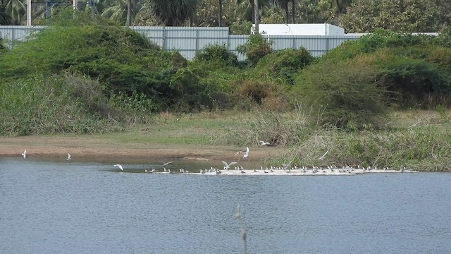 カワアジサシ - ML630256128