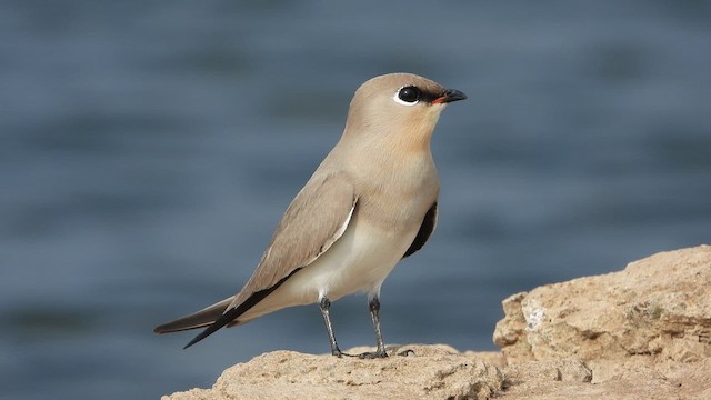 ヒメツバメチドリ - ML630256178