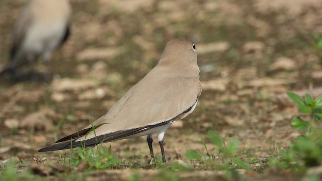ヒメツバメチドリ - ML630256209