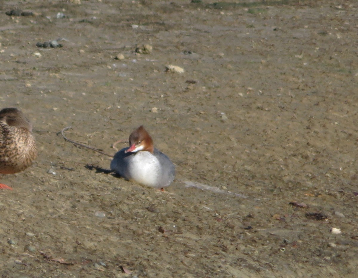 Common Merganser - ML630256231