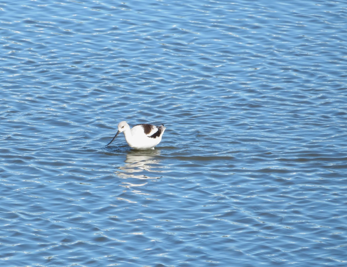 American Avocet - ML630256237