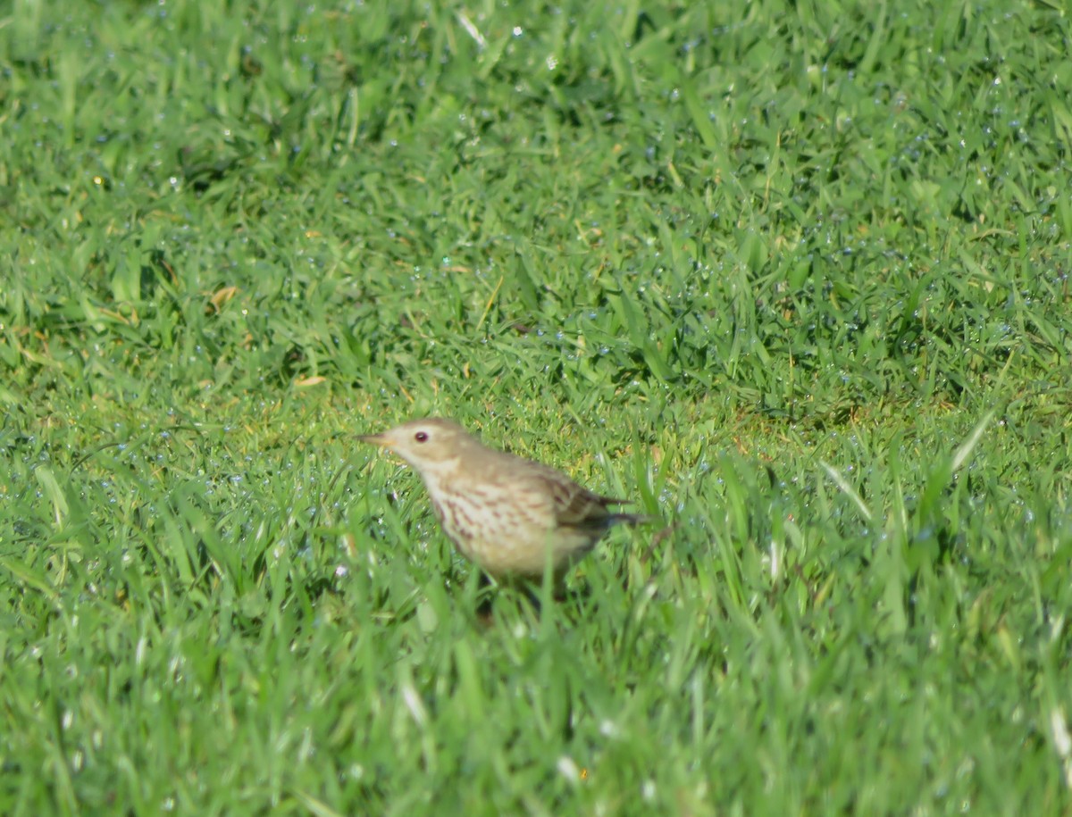 American Pipit - ML630256256
