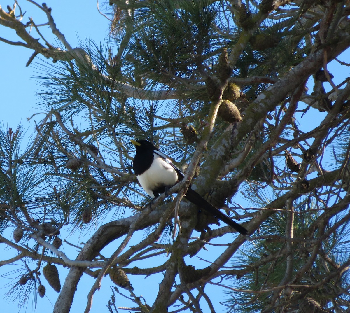 Yellow-billed Magpie - ML630256281