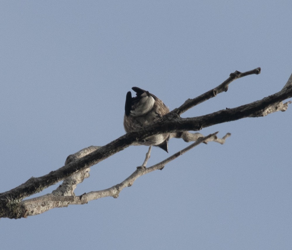 Dusky Purpletuft - Lindy Fung
