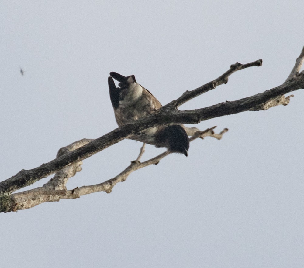 Dusky Purpletuft - Lindy Fung