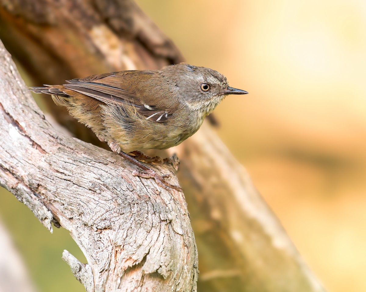 White-browed Scrubwren - ML630256488