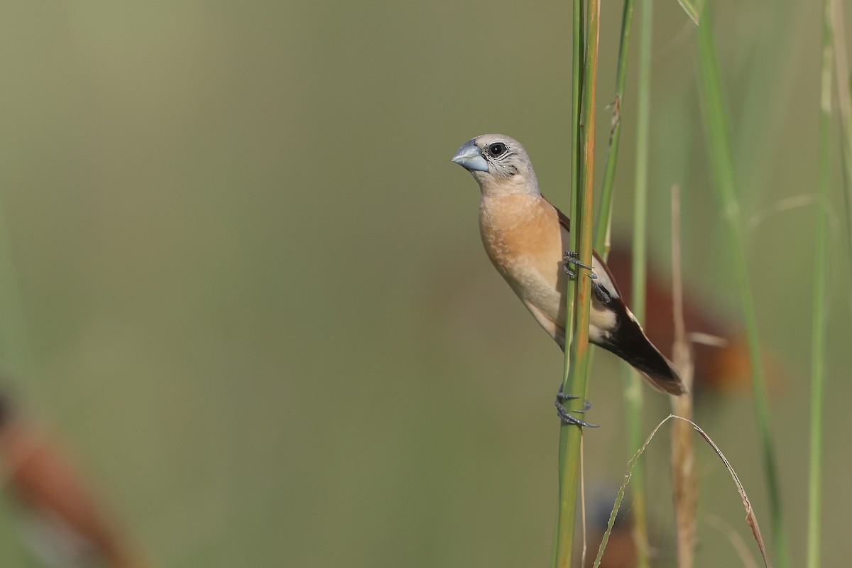 Yellow-rumped Munia - ML630256640