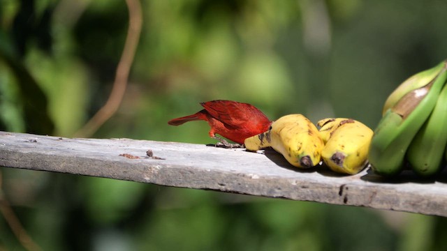 Hepatic Tanager - ML630256664