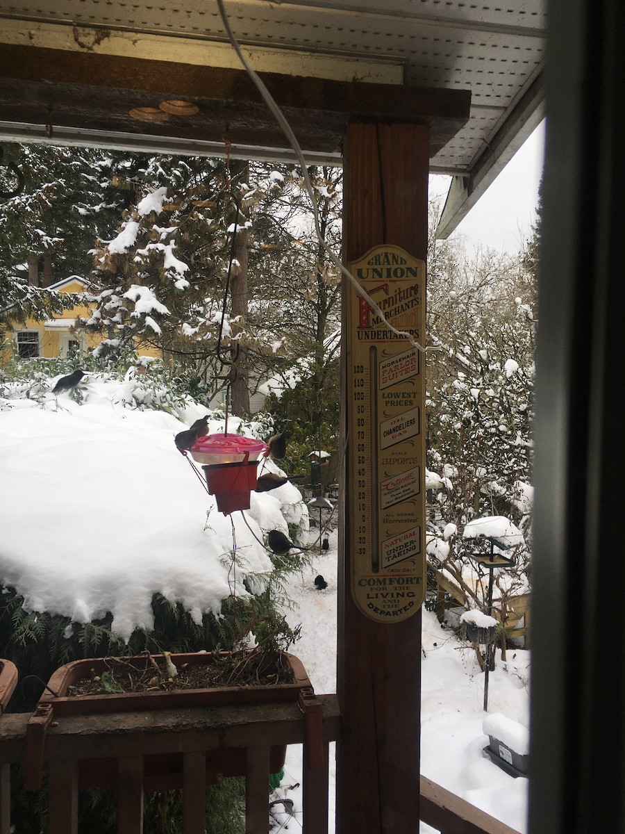 mlynařík americký - ML630256716