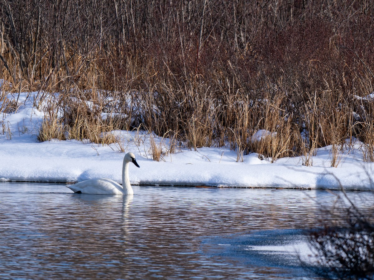 Trumpeter Swan - Paweł Łabaj