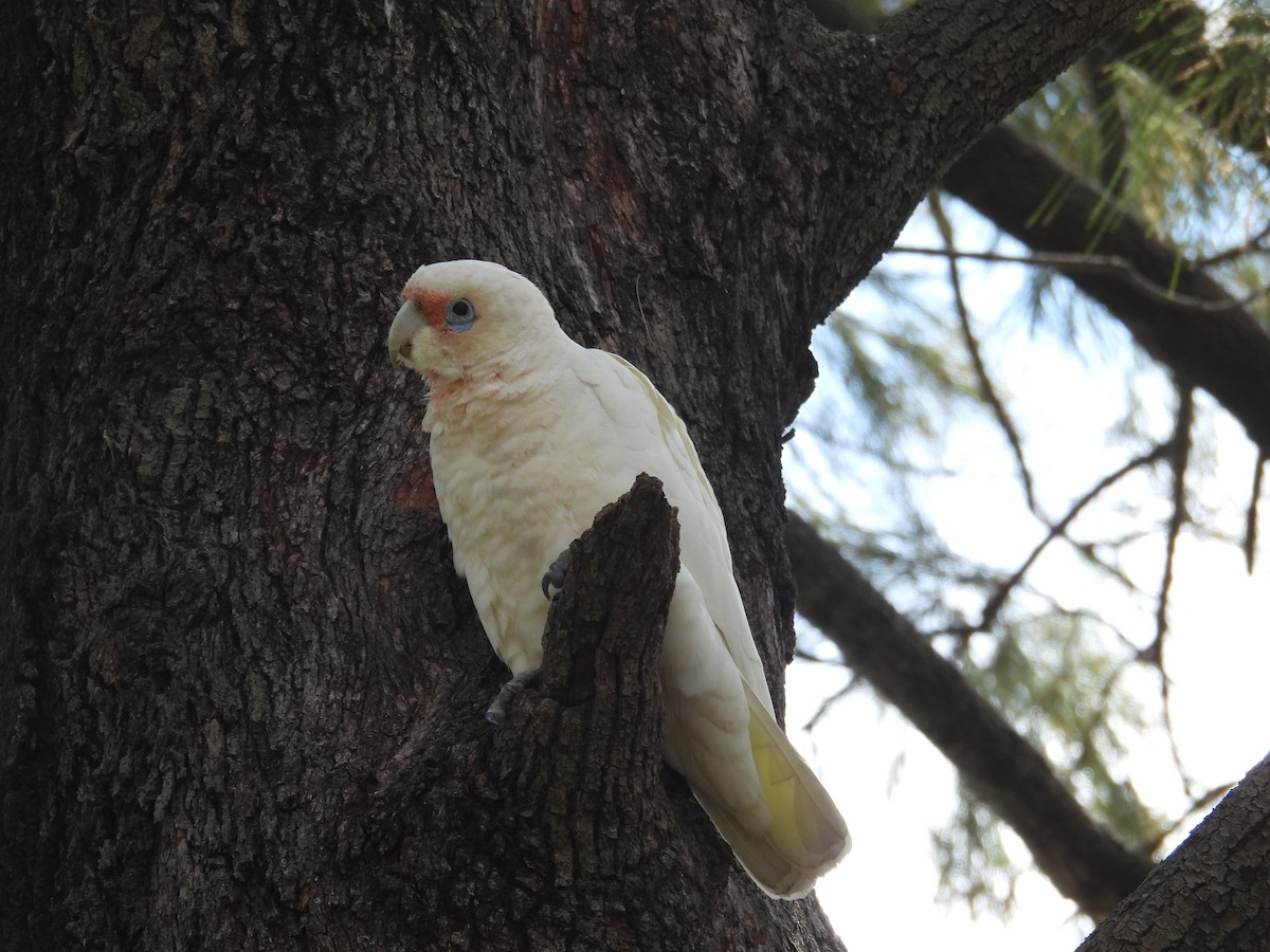 Little Corella - ML630256791