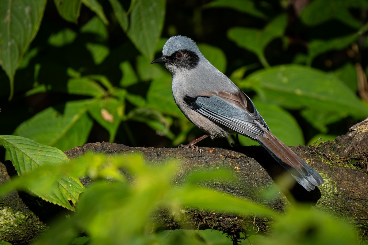 ML630256799 - Beautiful Sibia (Black-eared) - Macaulay Library