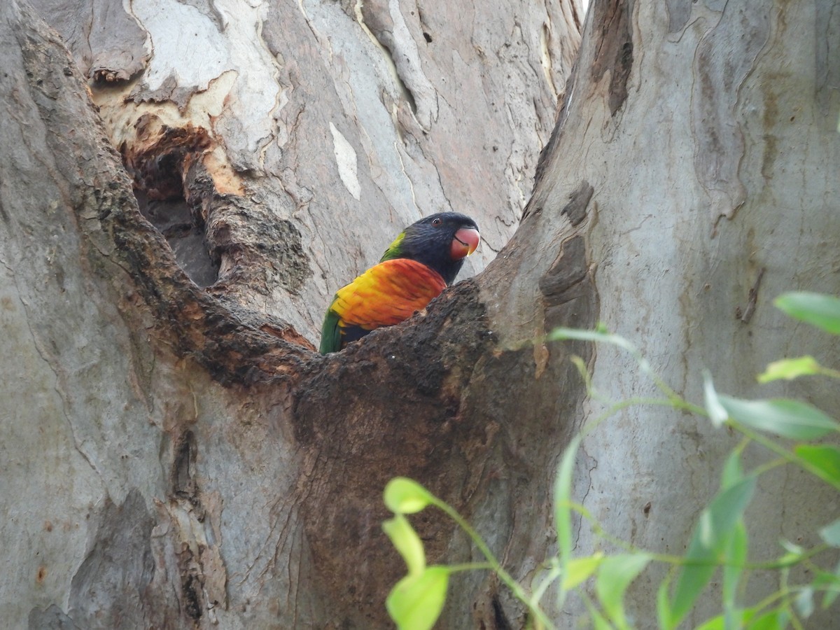 Rainbow Lorikeet - ML630256933