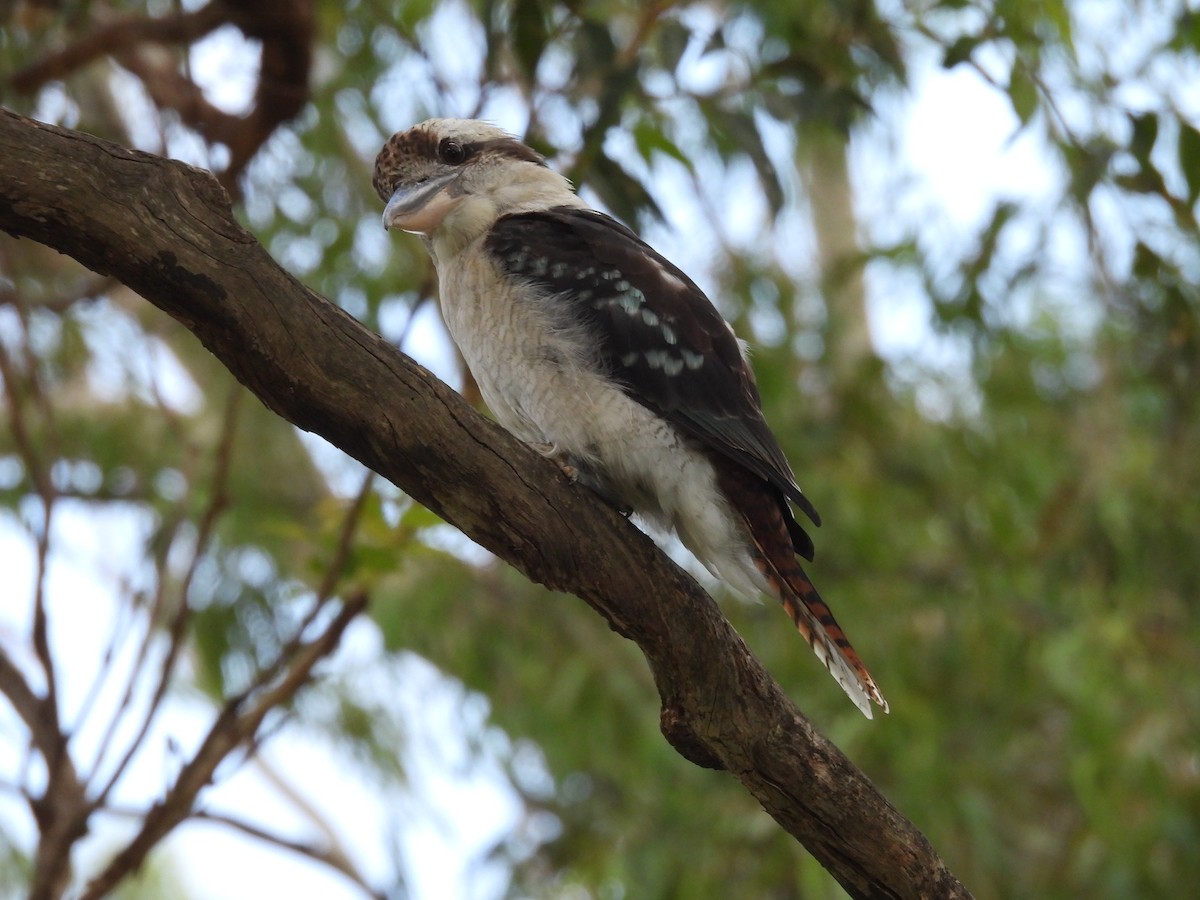 Laughing Kookaburra - ML630256947