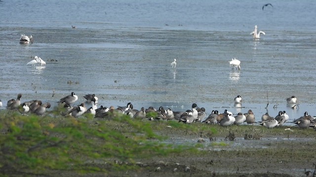 Northern Pintail - ML630256975