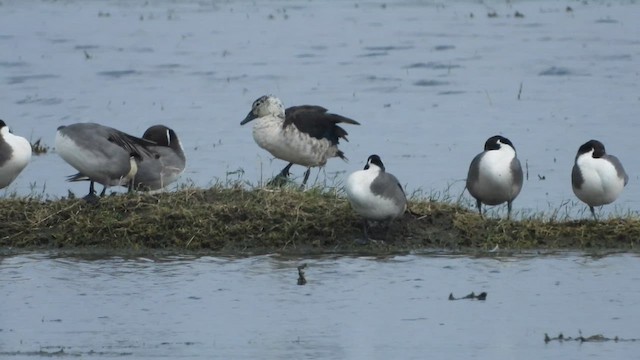 Knob-billed Duck - ML630256991