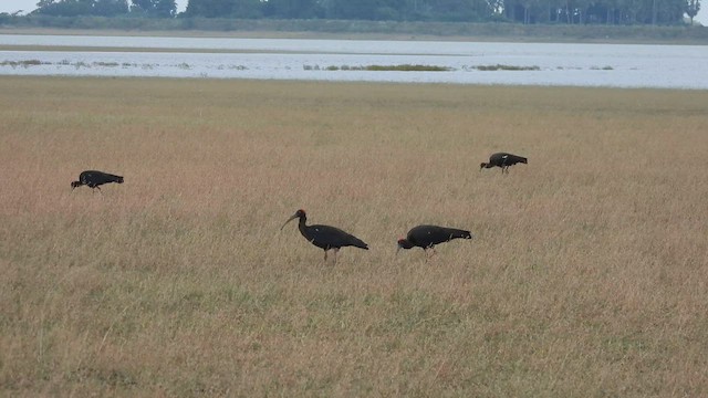 Red-naped Ibis - ML630257048