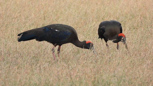 Red-naped Ibis - ML630257050