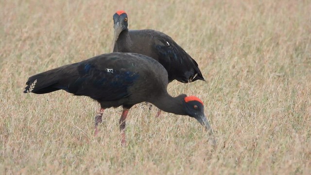 Red-naped Ibis - ML630257054