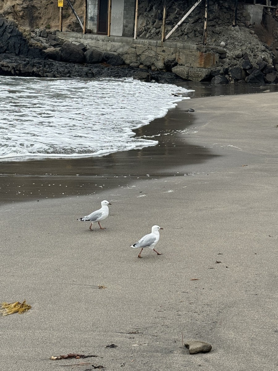 Silver Gull (Red-billed) - ML630257177
