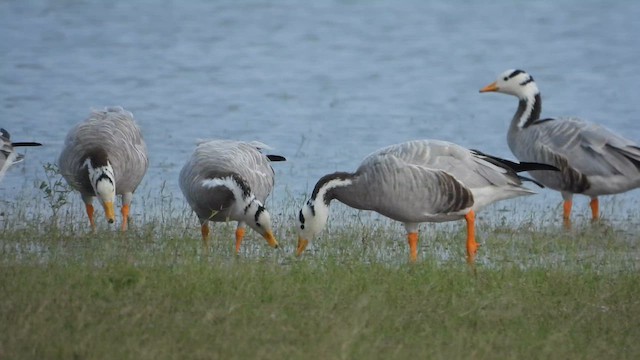 Хээрийн галуу - ML630257240