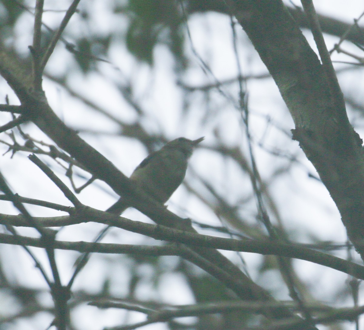 Tropical Scrubwren - ML630257421