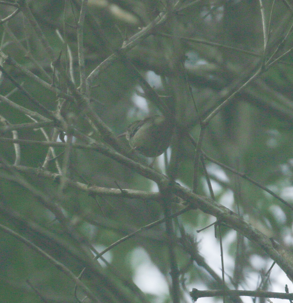 Tropical Scrubwren - ML630257422