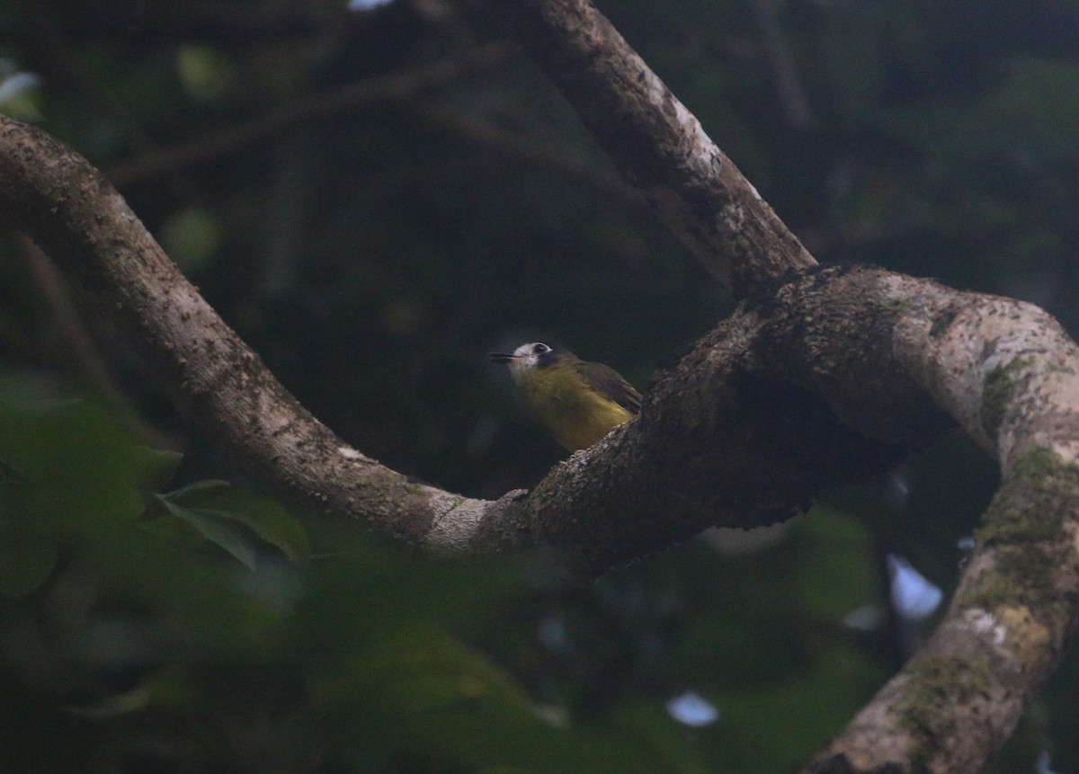 White-faced Robin - ML630257552