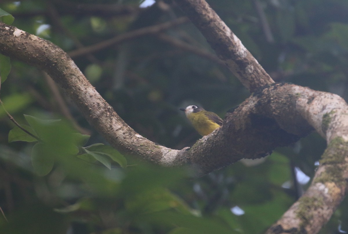 White-faced Robin - ML630257553
