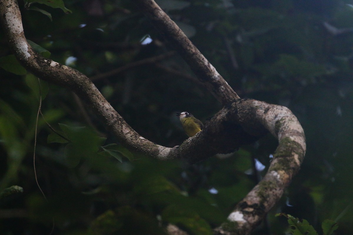 White-faced Robin - ML630257554