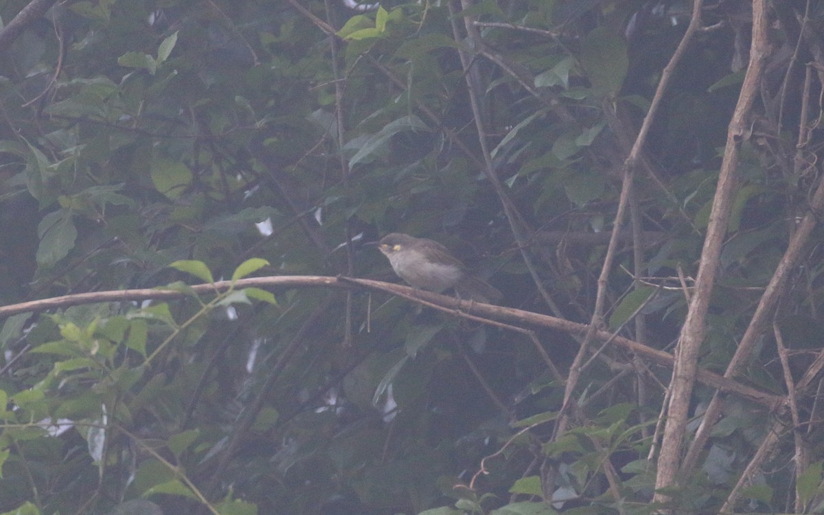 Graceful Honeyeater - ML630257589