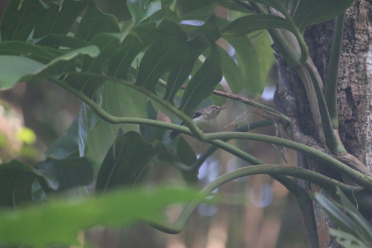 Tropical Scrubwren - ML630257603