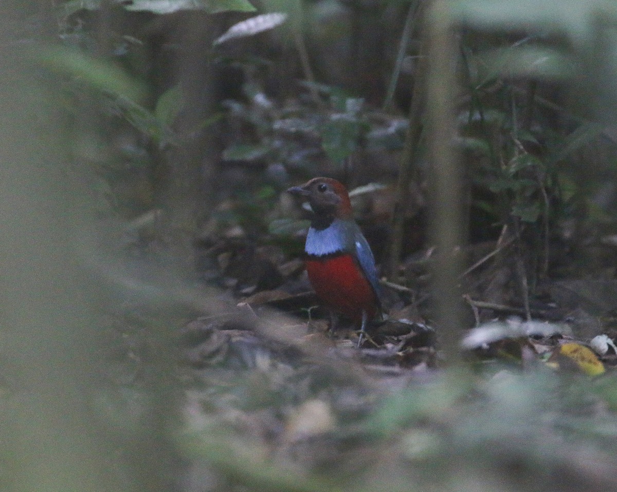 Papuan Pitta - ML630257670