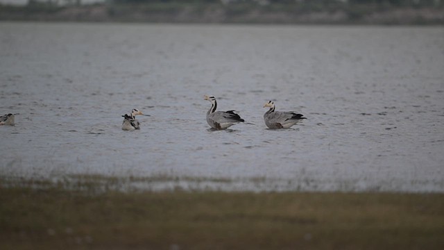 Хээрийн галуу - ML630258348