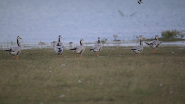 Хээрийн галуу - ML630258417