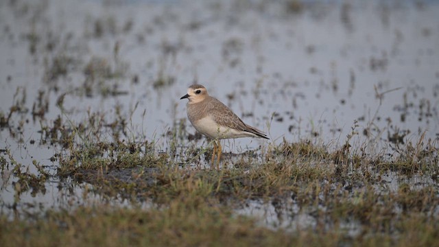 Caspian Plover - ML630258440