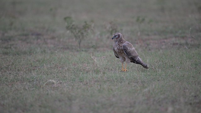 Pallid Harrier - ML630258456