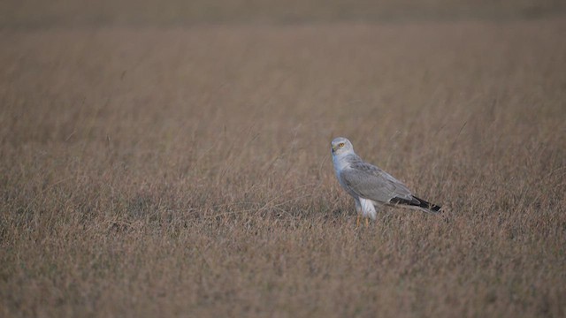 Pallid Harrier - ML630258462