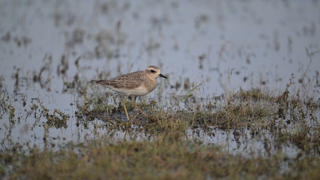 Caspian Plover - ML630258512