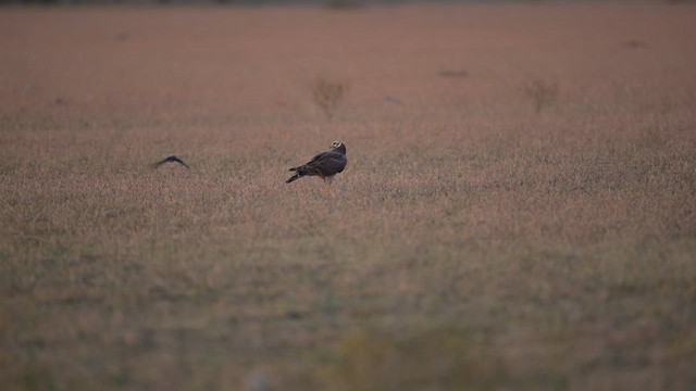 Нугын хулд - ML630258539