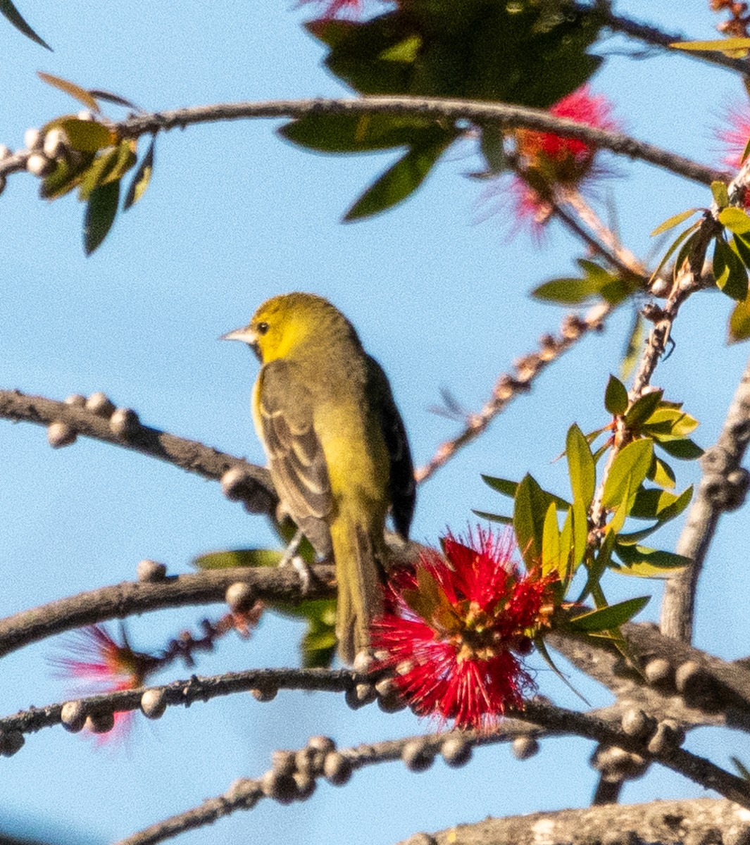 Orchard Oriole - ML630258557