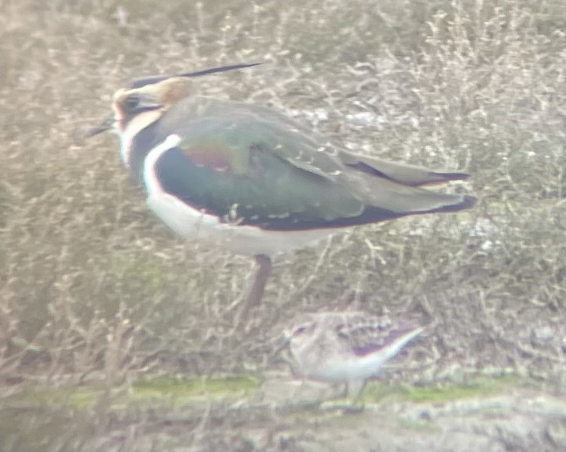 Bécasseau minuscule - ML630258728