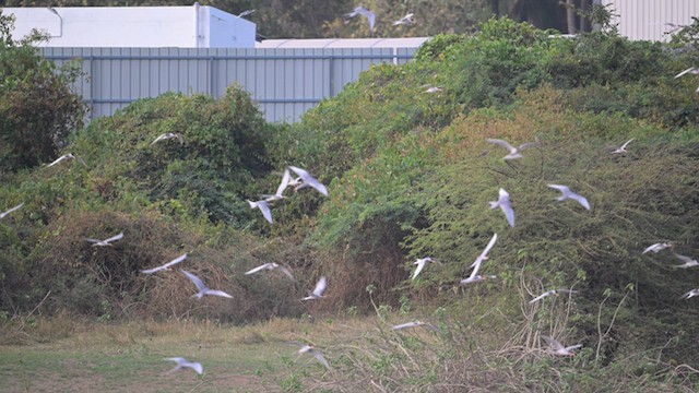 カワアジサシ - ML630258729