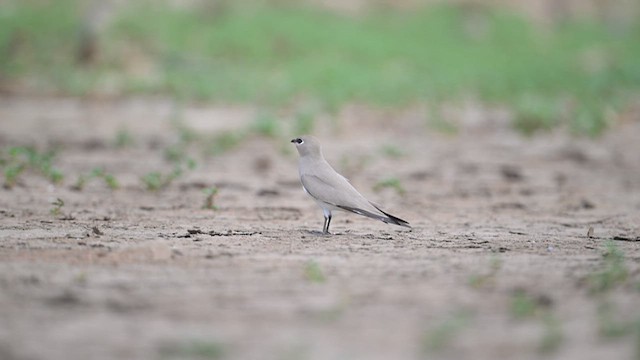ヒメツバメチドリ - ML630258748