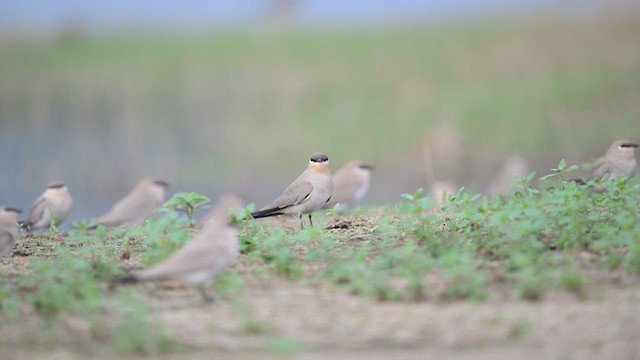 ヒメツバメチドリ - ML630258754