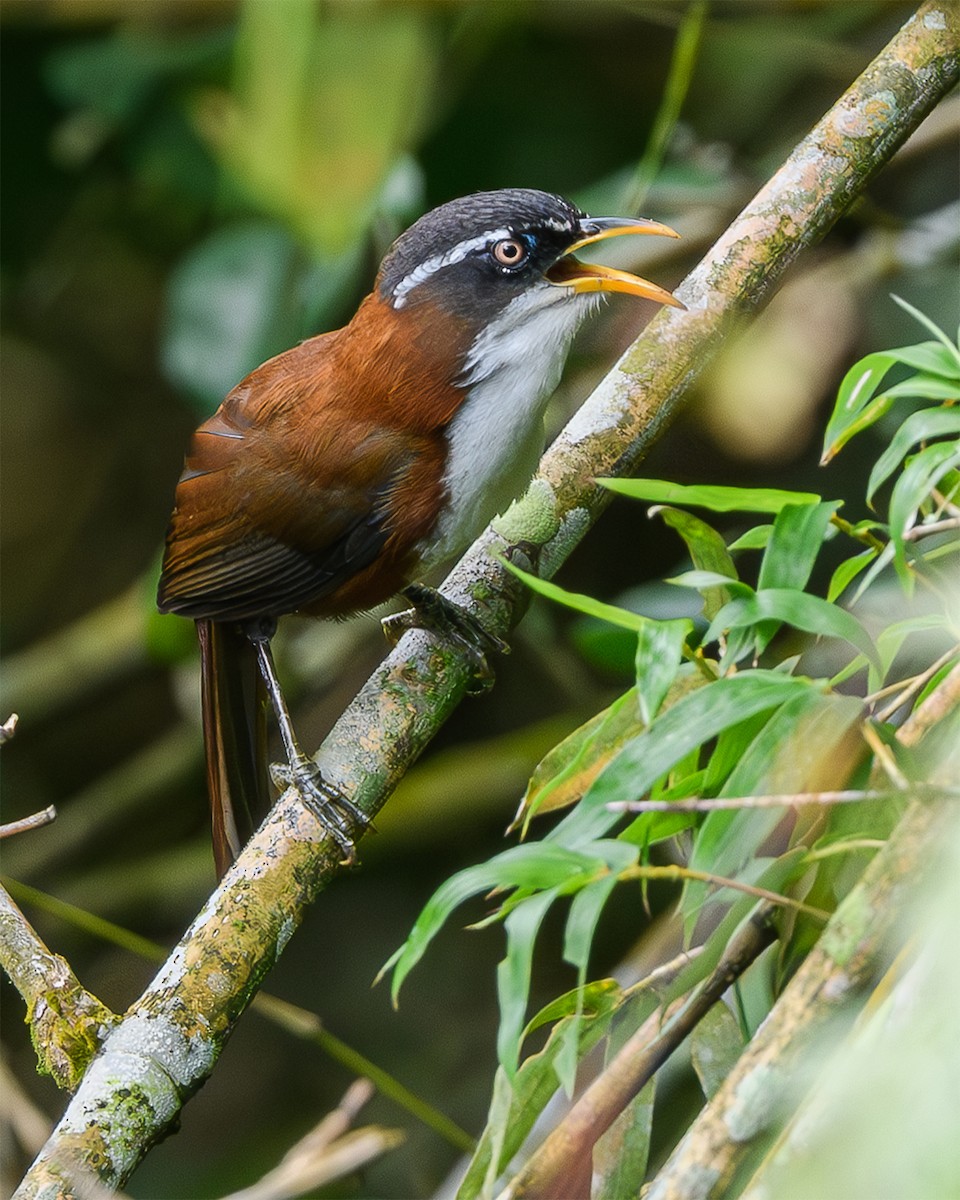 Javan Scimitar-Babbler - ML630258851