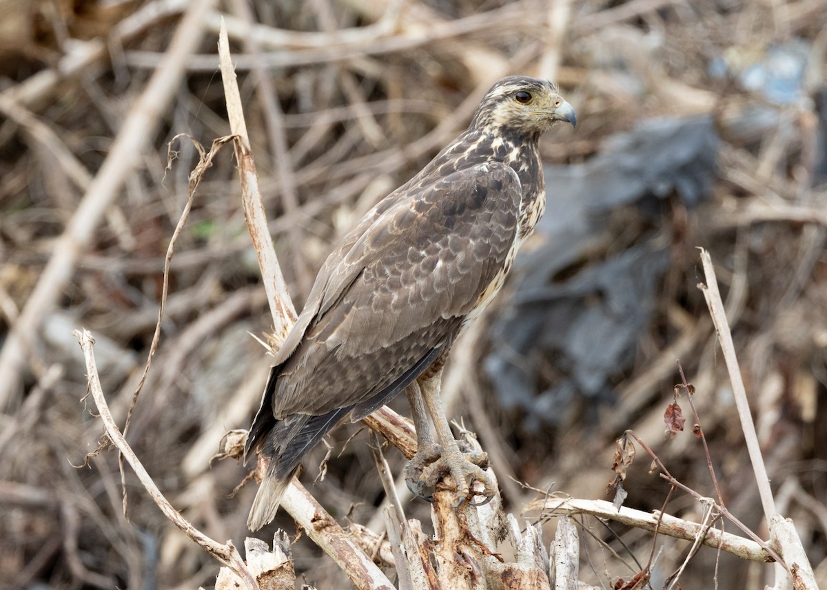 Rufous Crab Hawk - ML630258892