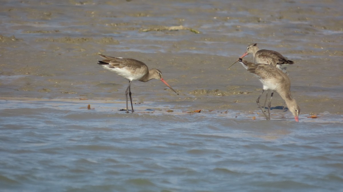 Black-tailed Godwit - ML630258976